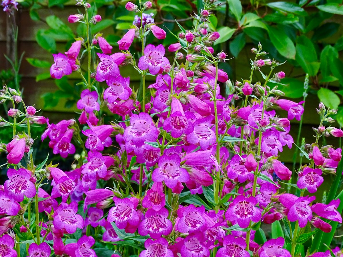 8-intriguing-facts-about-penstemon