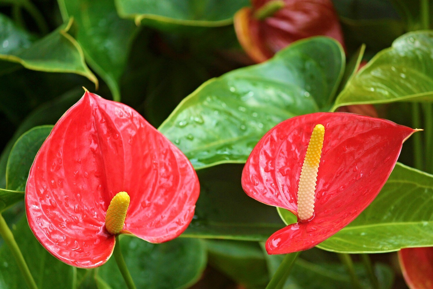 8-mind-blowing-facts-about-anthurium