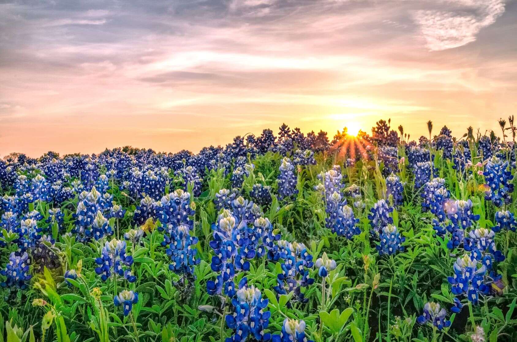 8 Mind Blowing Facts About Bluebonnet 