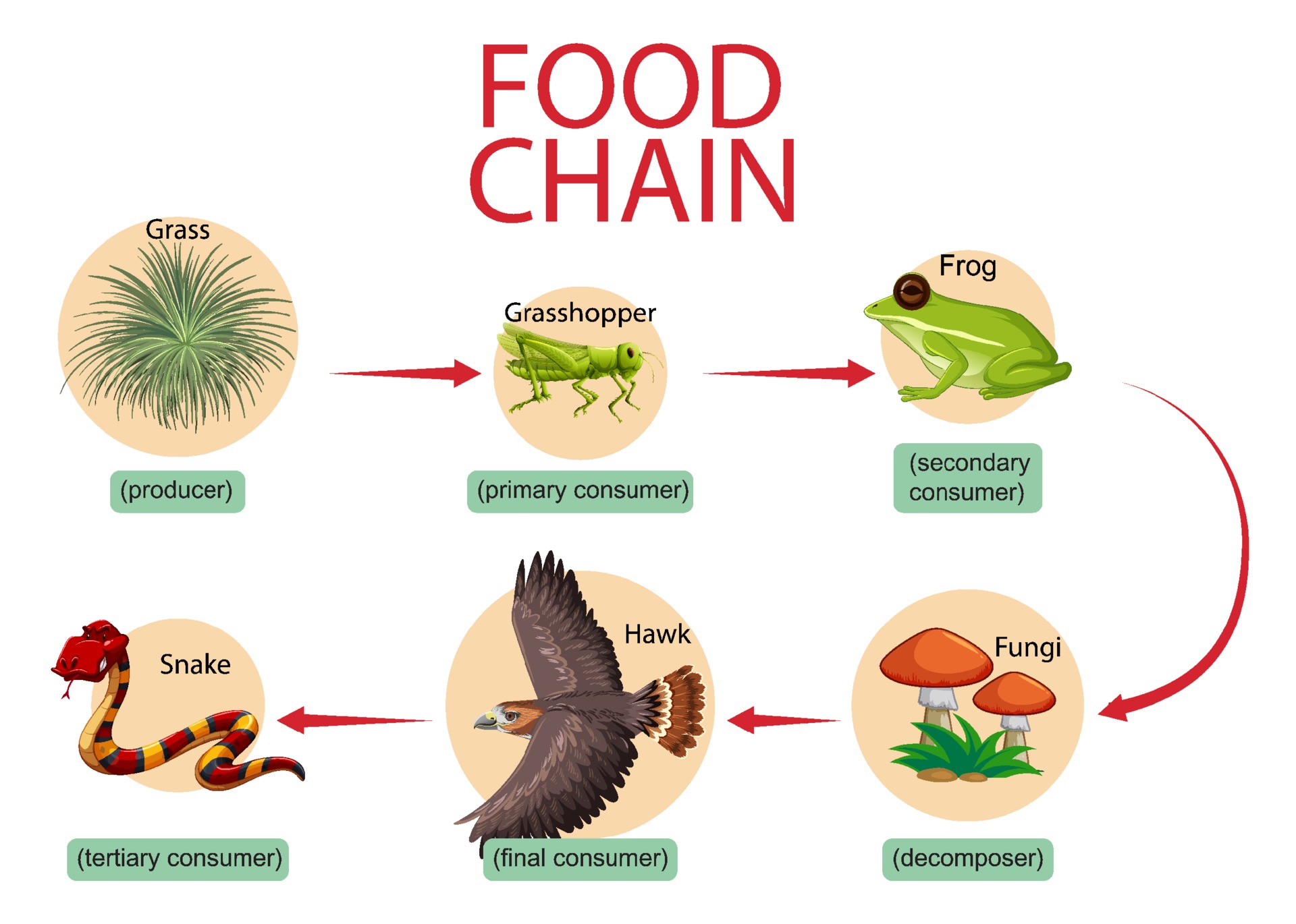 8-mind-blowing-facts-about-food-chain