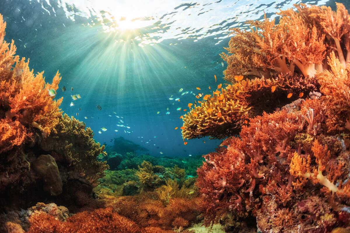 8-mind-blowing-facts-about-jamaicas-reefs