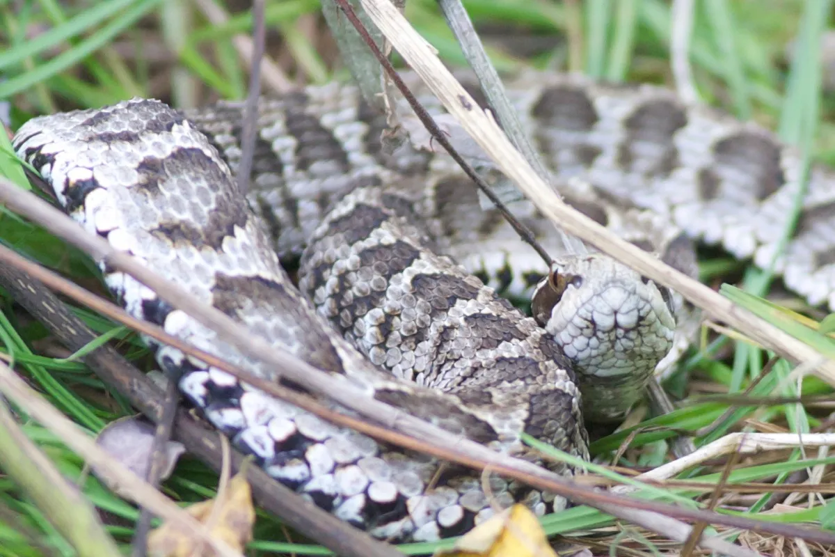 8-mind-blowing-facts-about-pallass-pit-viper