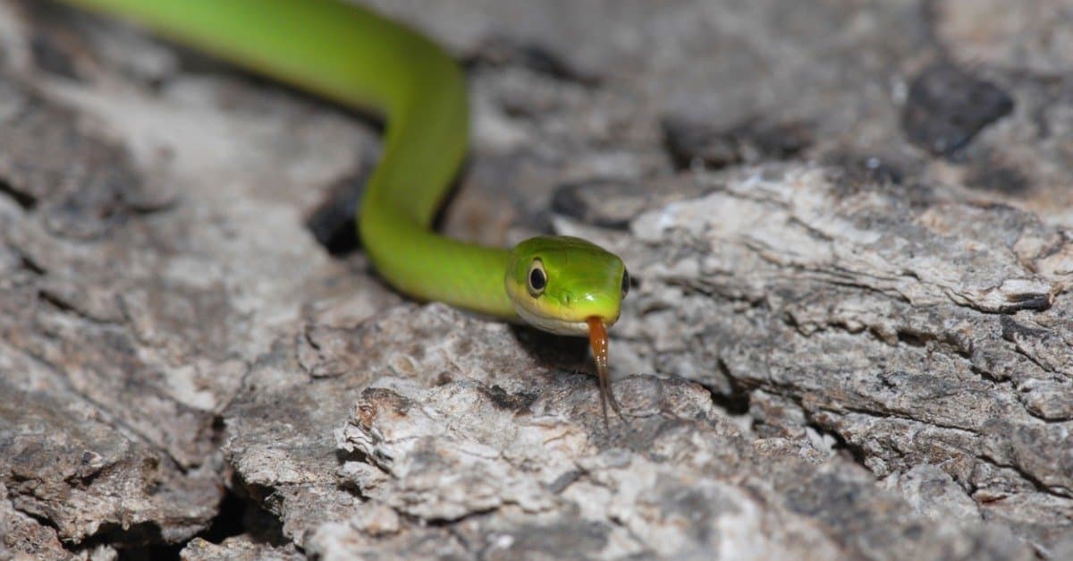 8-mind-blowing-facts-about-rough-green-snake