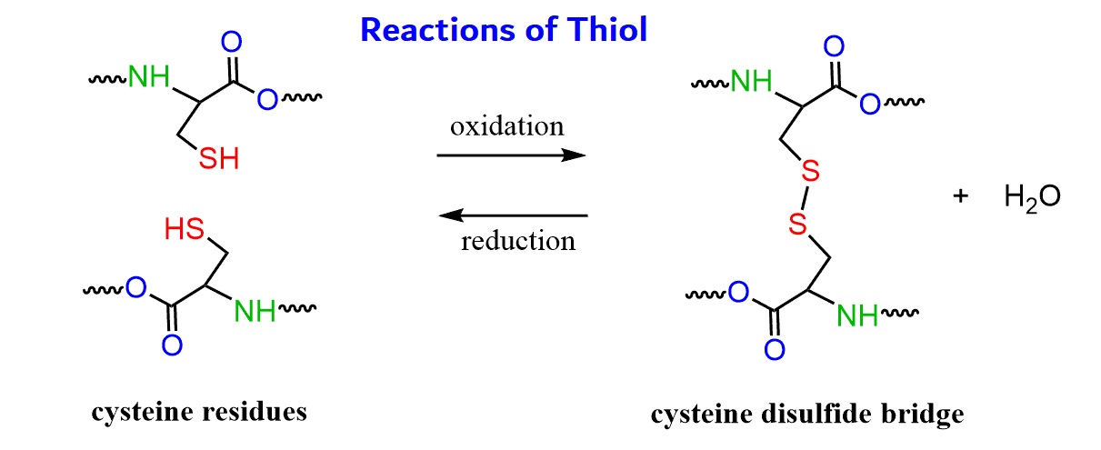 8-mind-blowing-facts-about-thiol