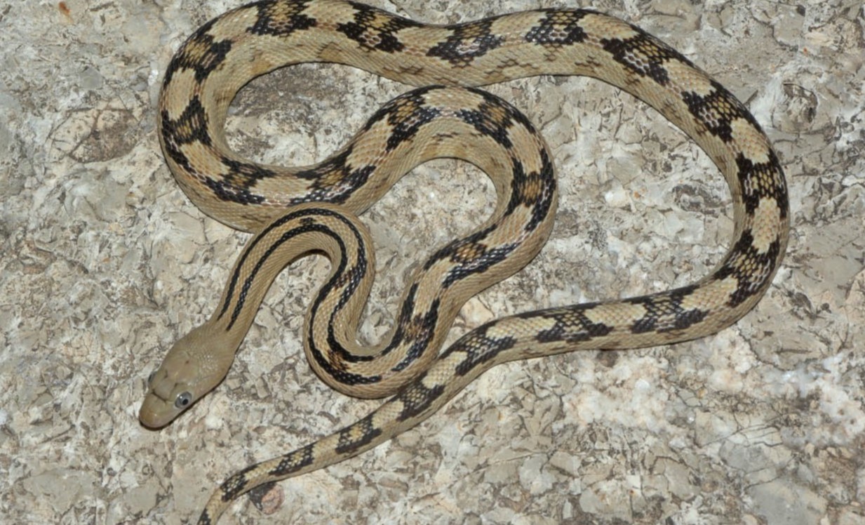8-mind-blowing-facts-about-trans-pecos-ratsnake