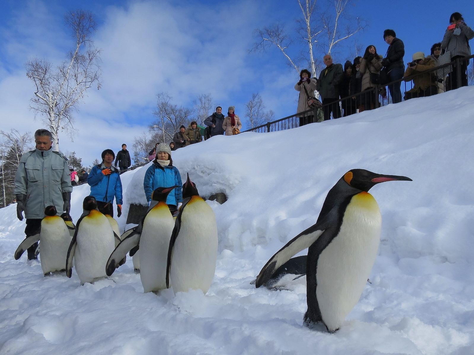 8 Surprising Facts About Asahiyama Zoo - Facts.net