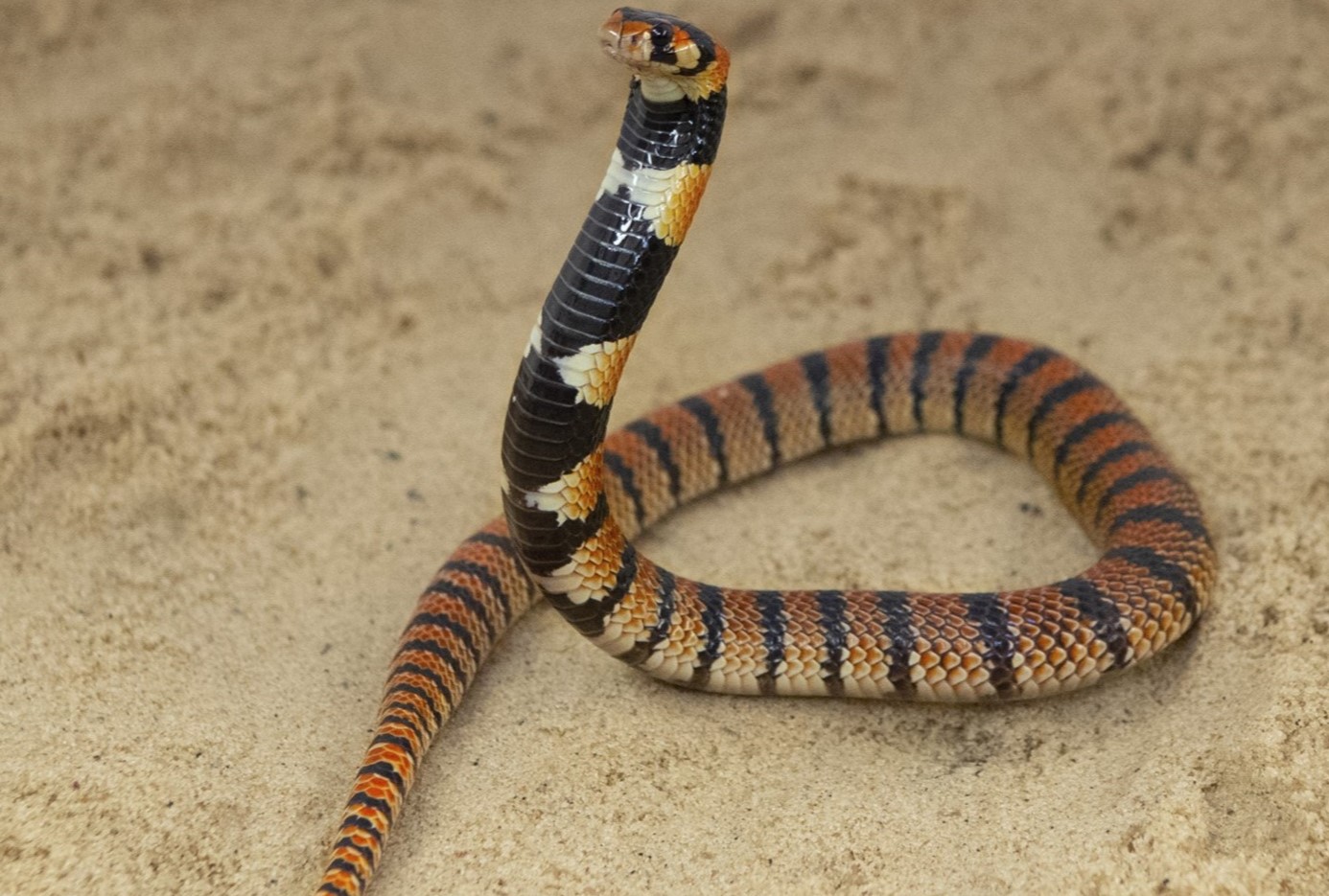 8-surprising-facts-about-cape-coral-snake