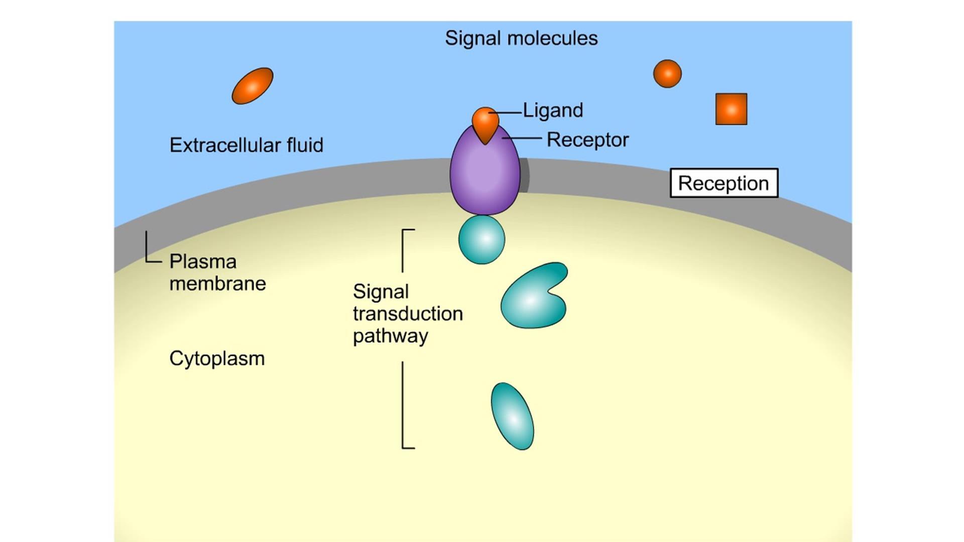 8-surprising-facts-about-cell-signaling-pathways