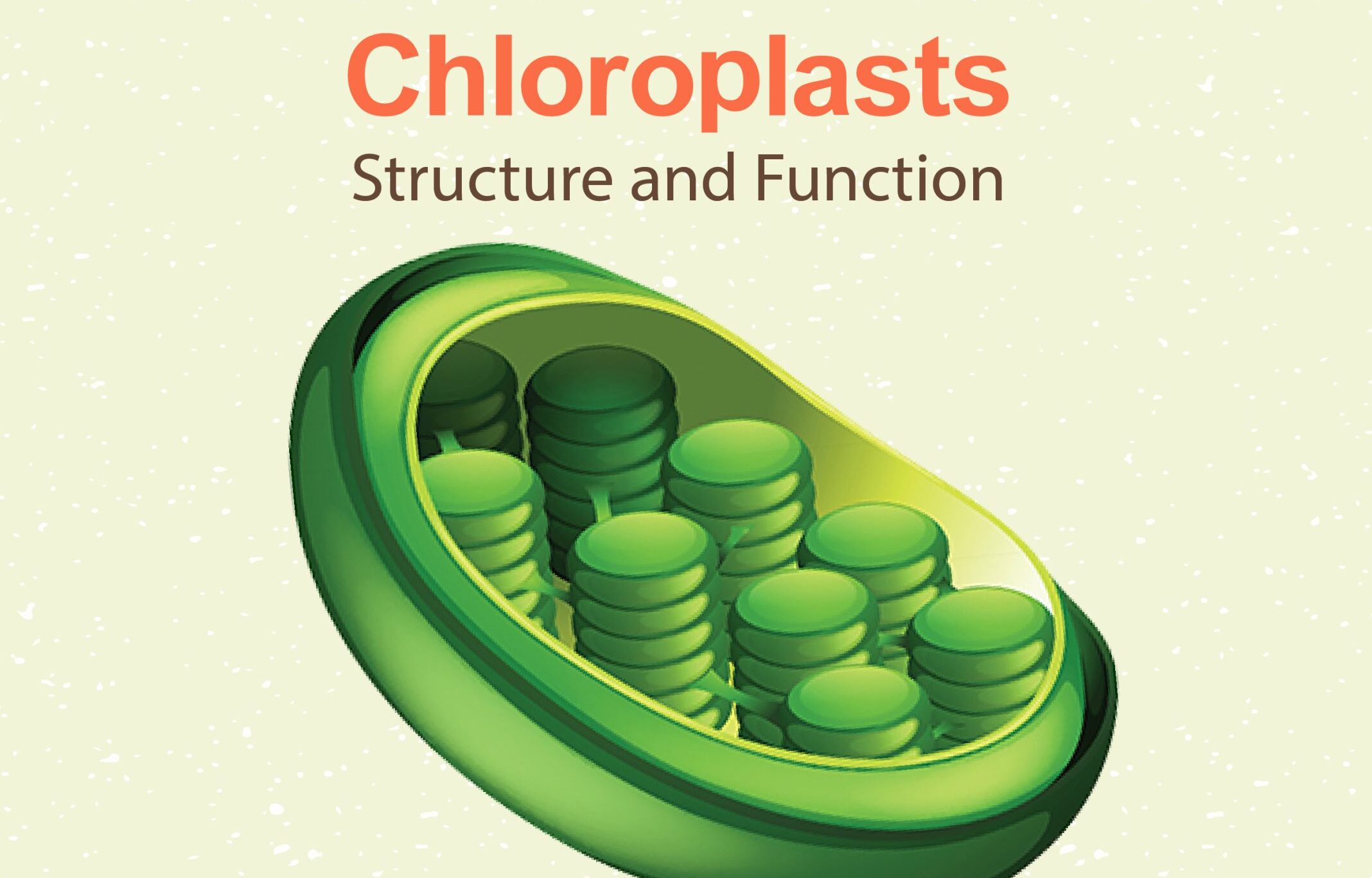 8-surprising-facts-about-chloroplast