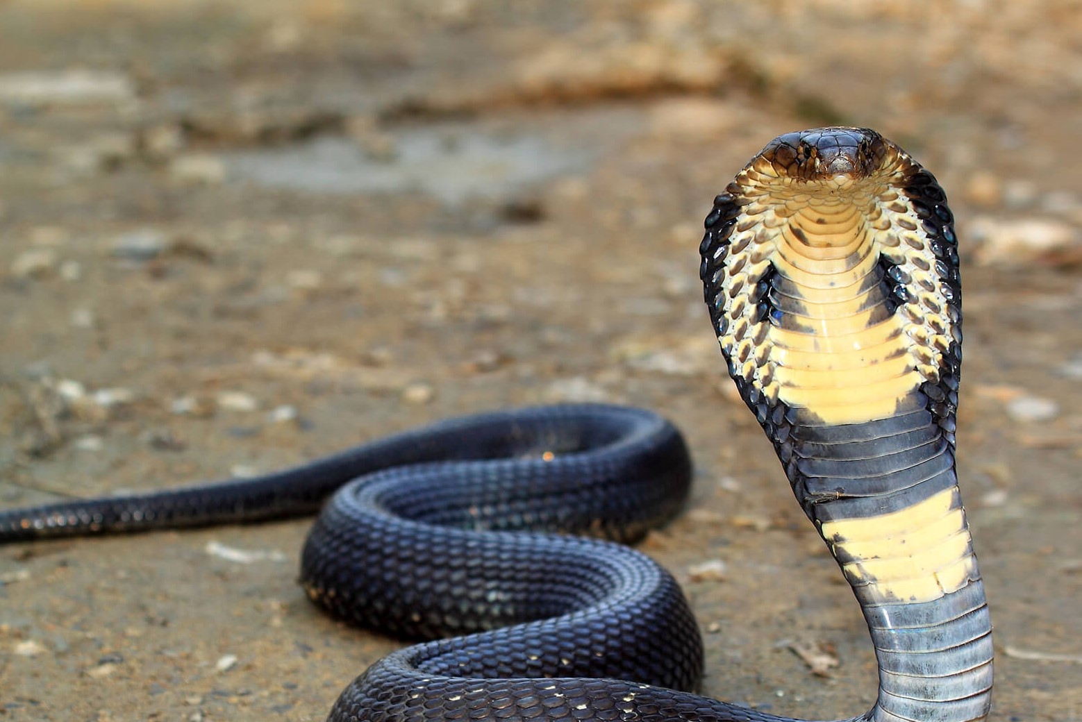 8-surprising-facts-about-cobra