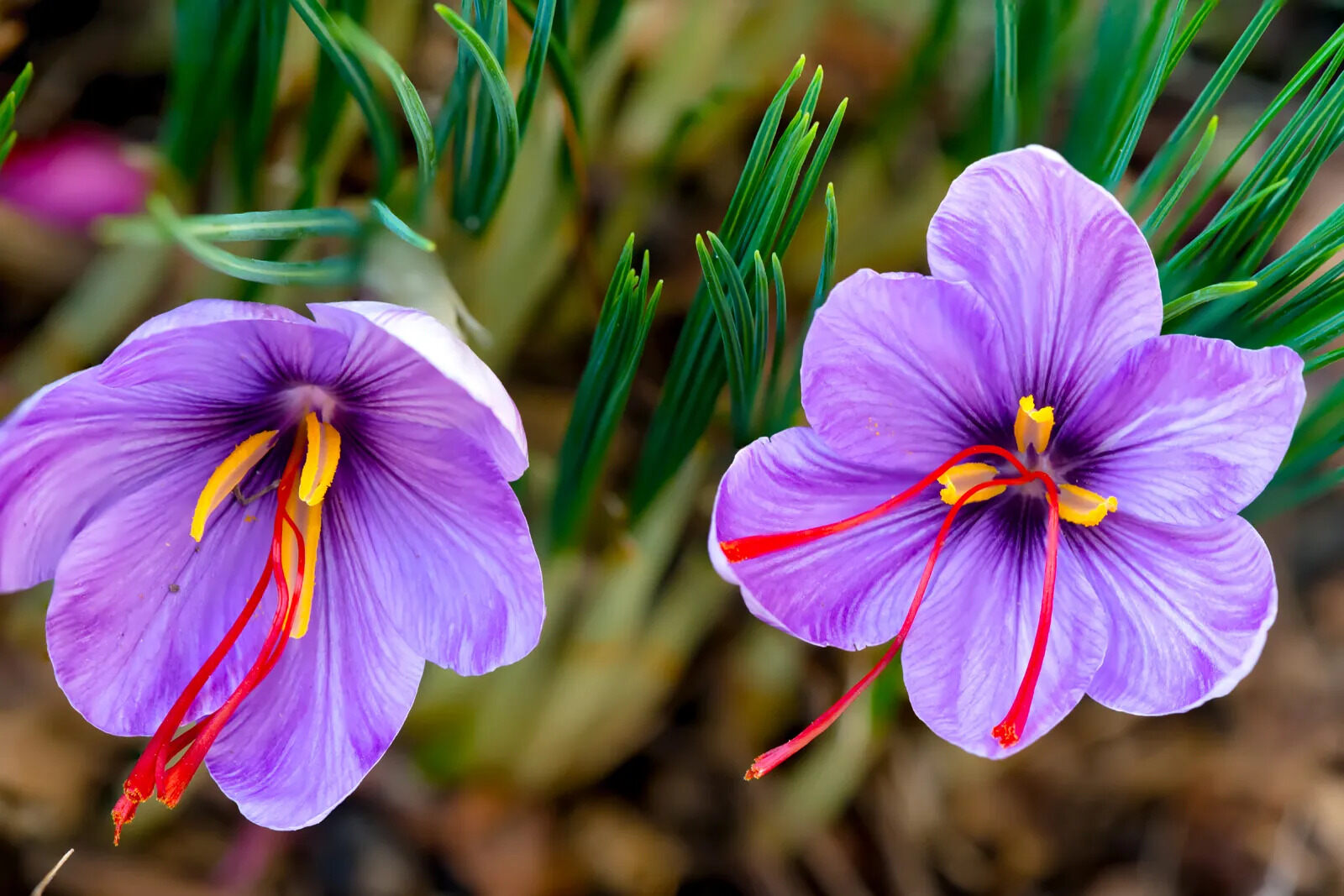 8-surprising-facts-about-japanese-iris