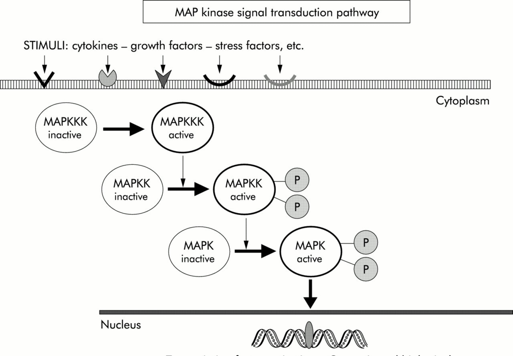 8 Surprising Facts About Mapk Mitogen Activated Protein Kinase Pathway 1694586063 