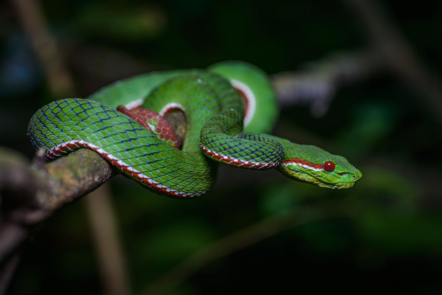 8 Surprising Facts About Pope's Pit Viper 