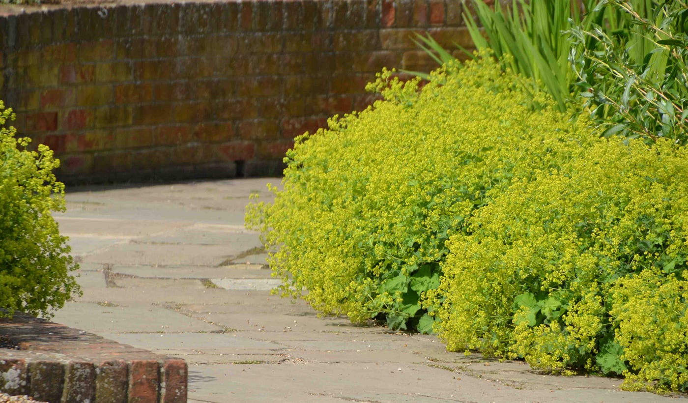 9-astounding-facts-about-alchemilla