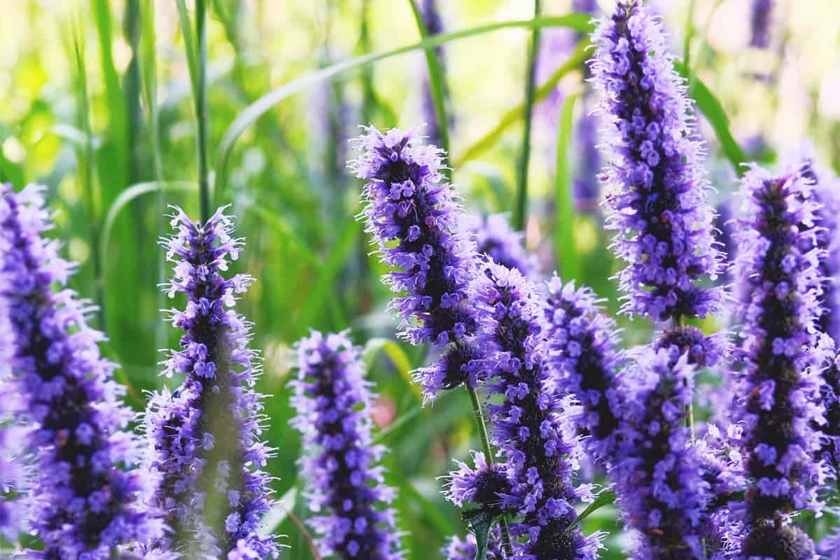 9-astounding-facts-about-anise-hyssop