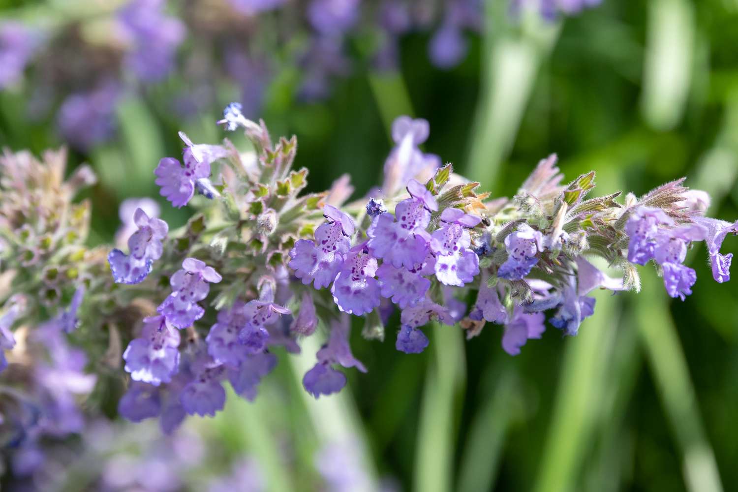 9-astounding-facts-about-catmint