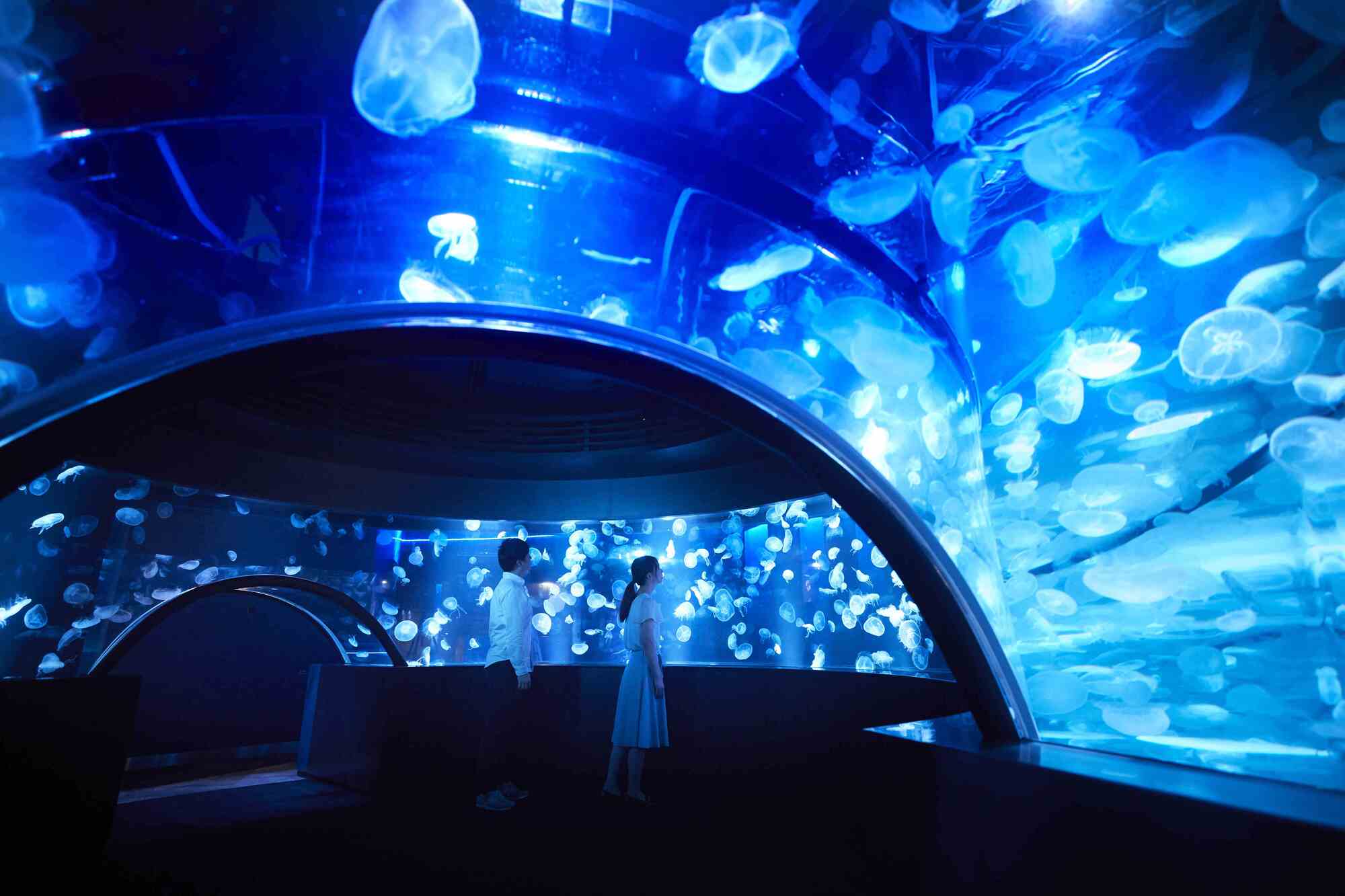 9-astounding-facts-about-kyoto-aquarium