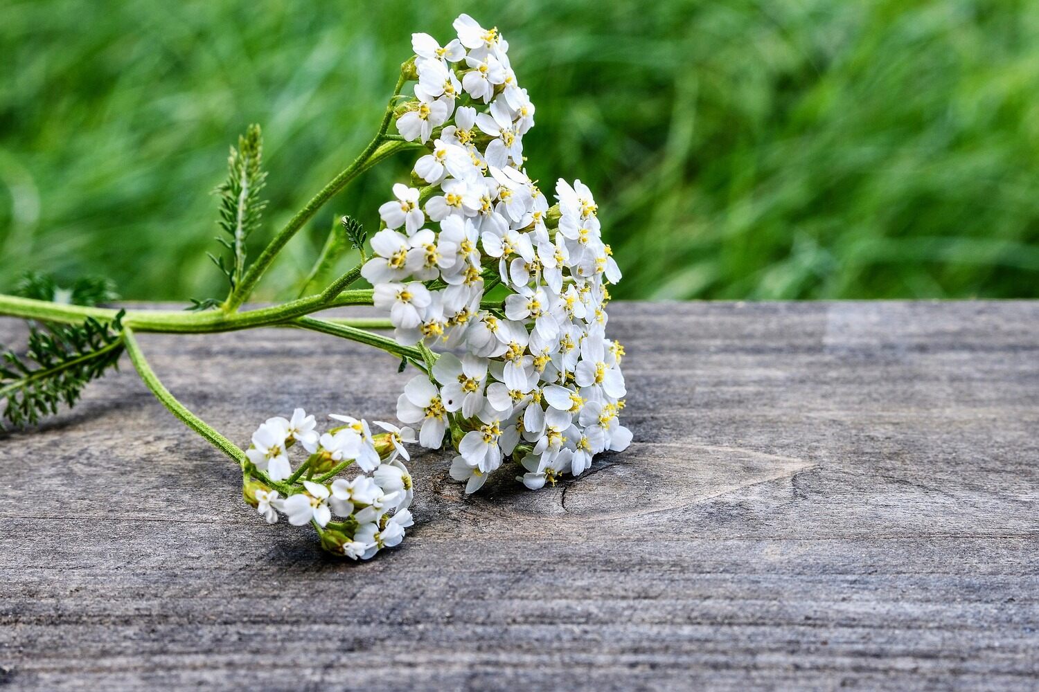 9-astounding-facts-about-yarrow