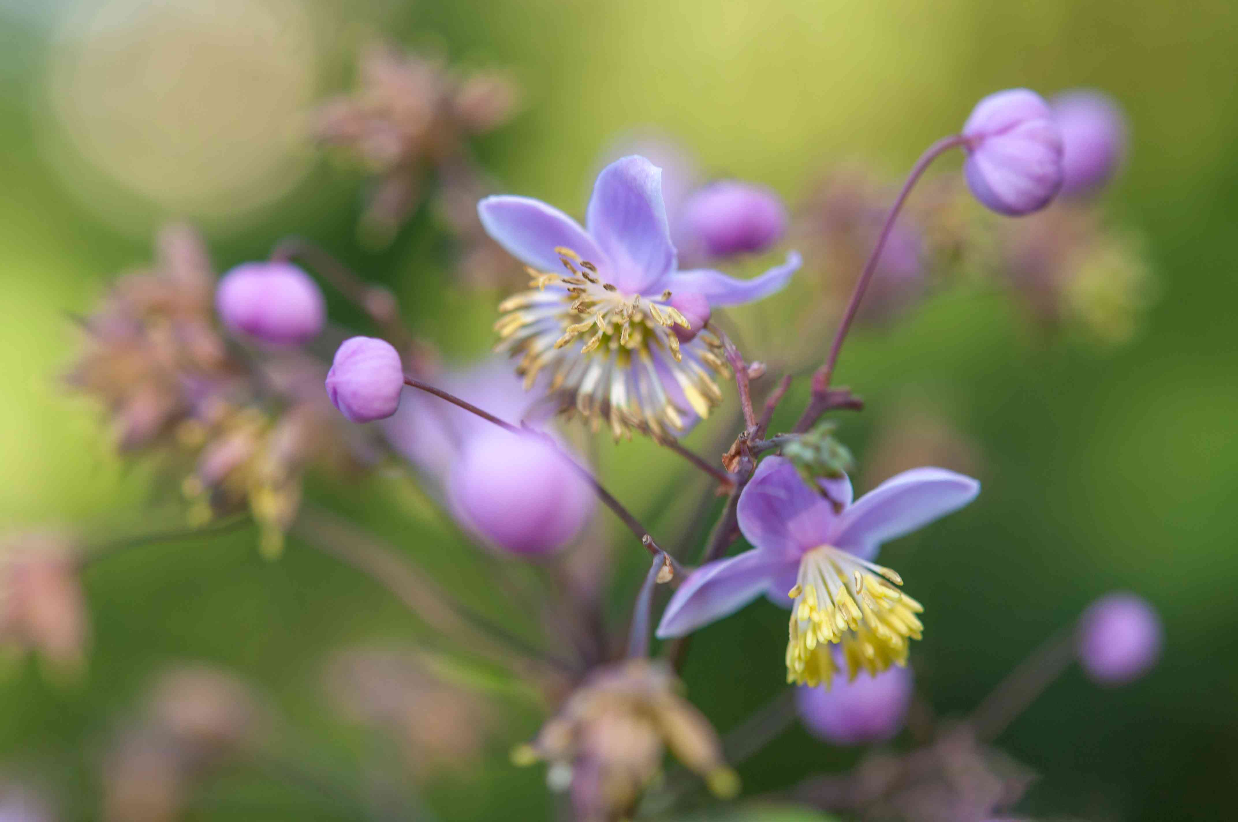 9-captivating-facts-about-meadow-rue