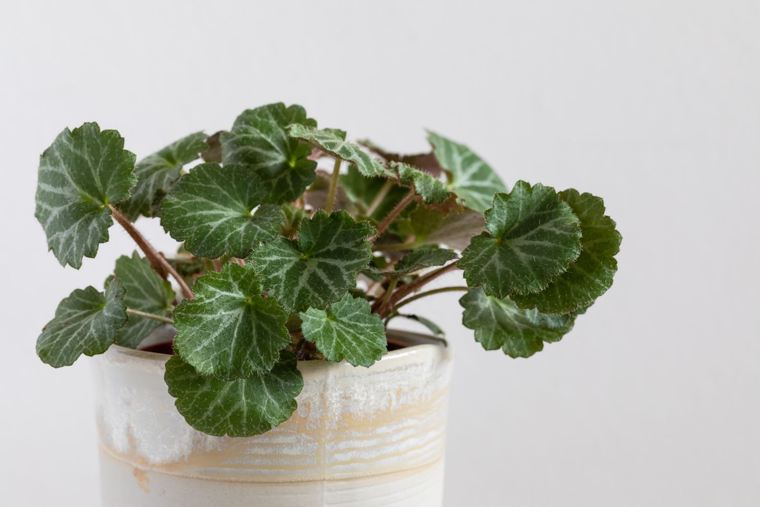 9-captivating-facts-about-strawberry-begonia