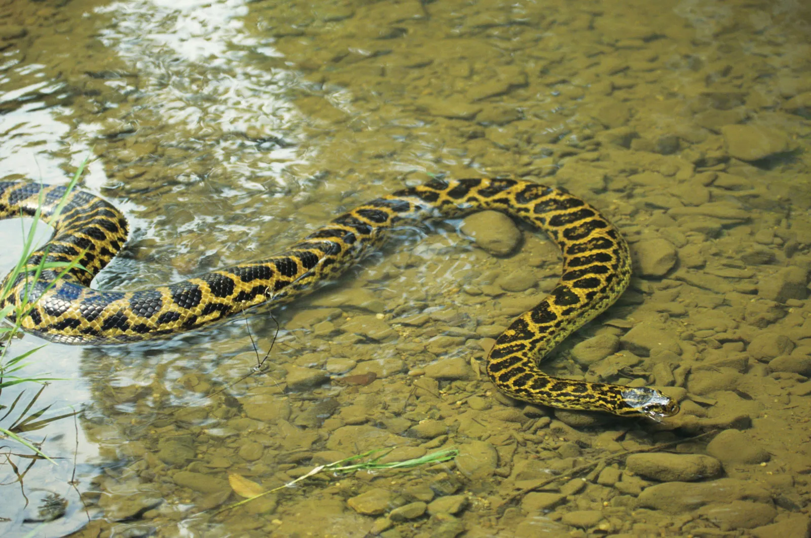 9-captivating-facts-about-yellow-anaconda