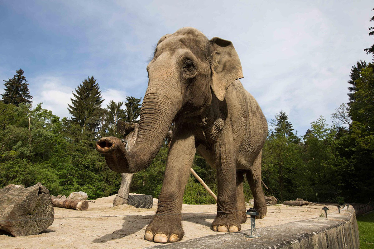 9-captivating-facts-about-zoo-ljubljana