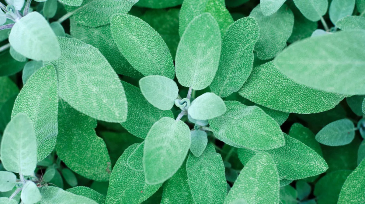 9-enigmatic-facts-about-sage