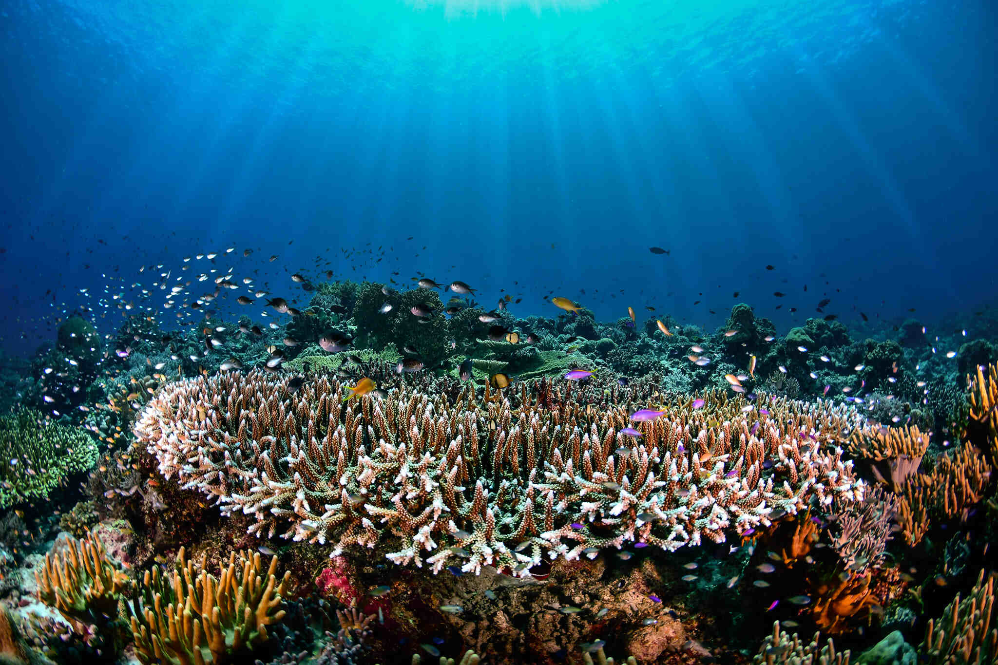 9-enigmatic-facts-about-tubbataha-reefs-natural-park