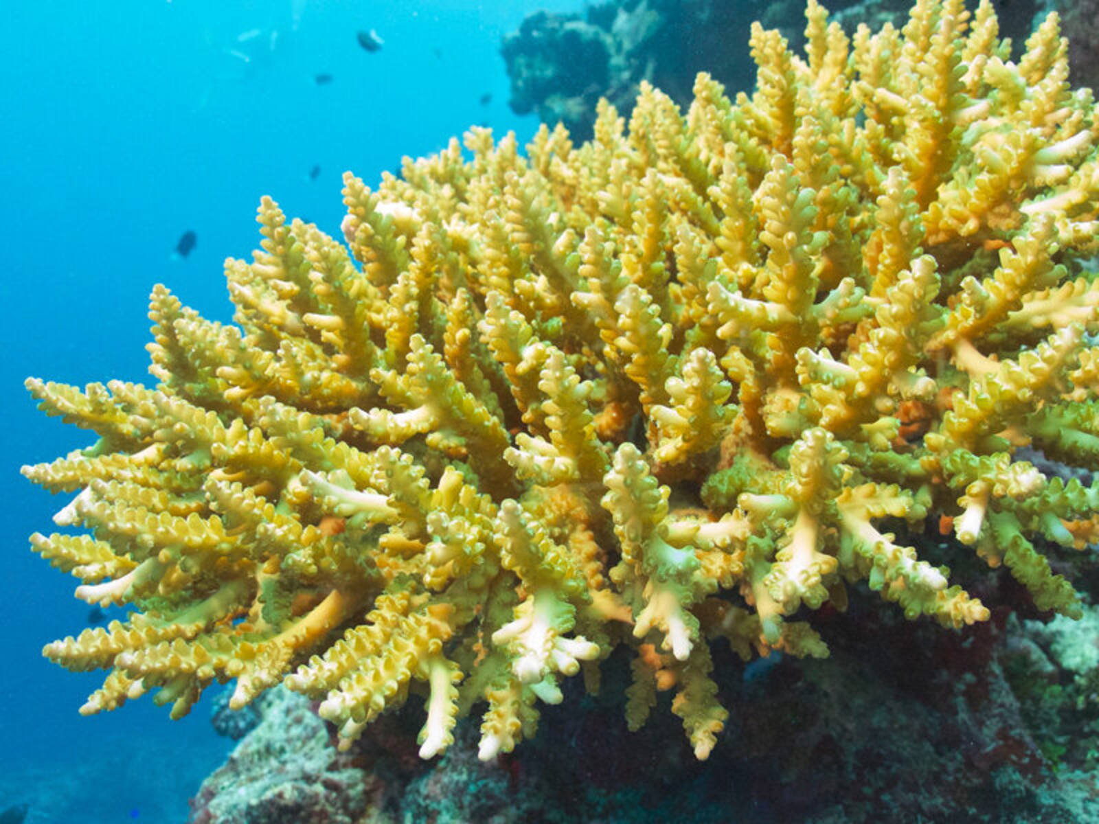 9-enigmatic-facts-about-vatu-vara-reefs
