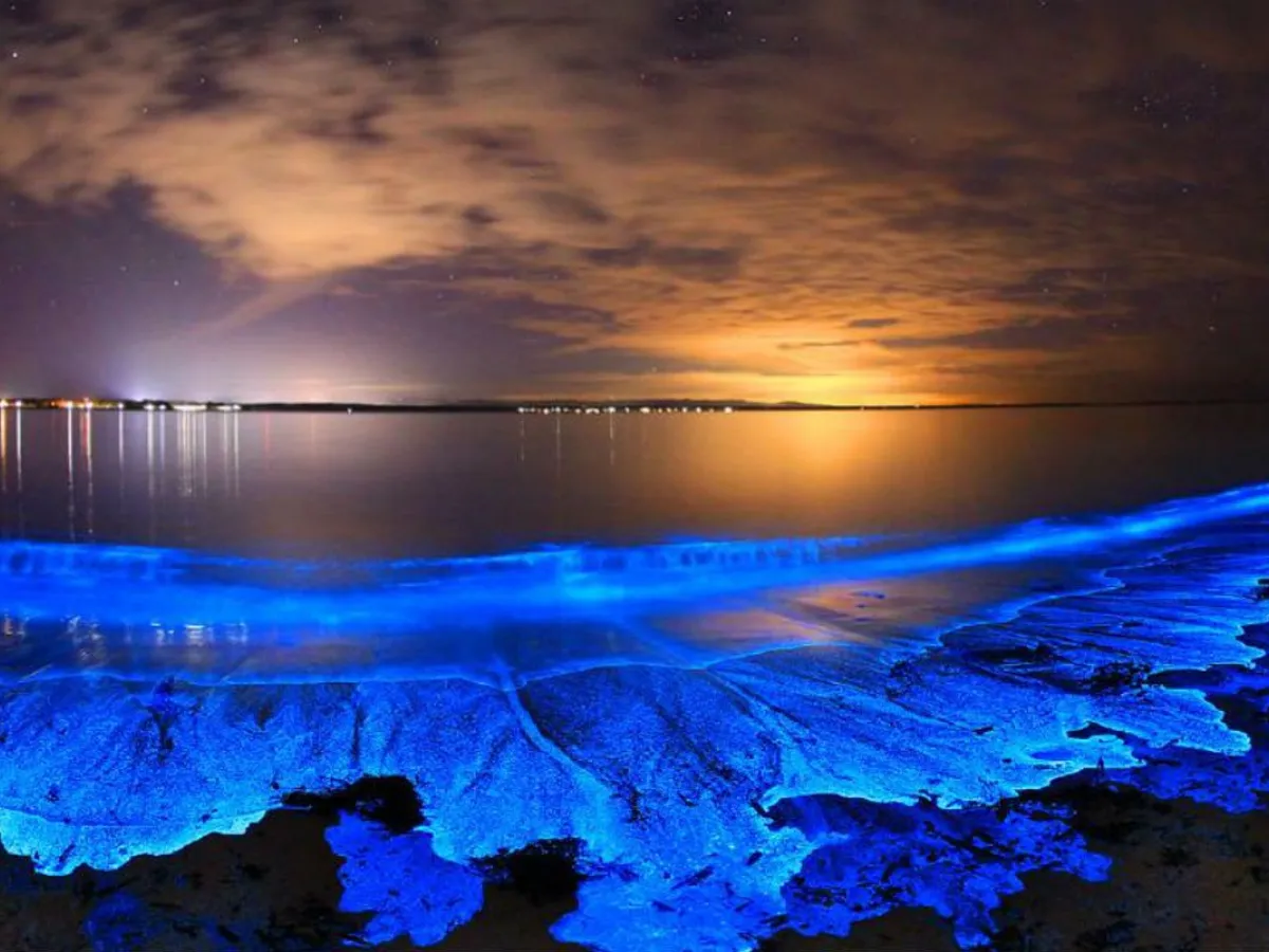 9-extraordinary-facts-about-bioluminescence