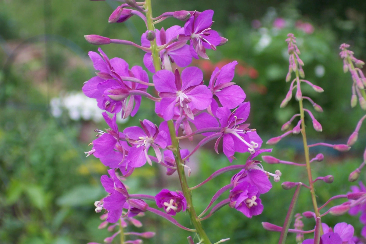 9-extraordinary-facts-about-fireweed