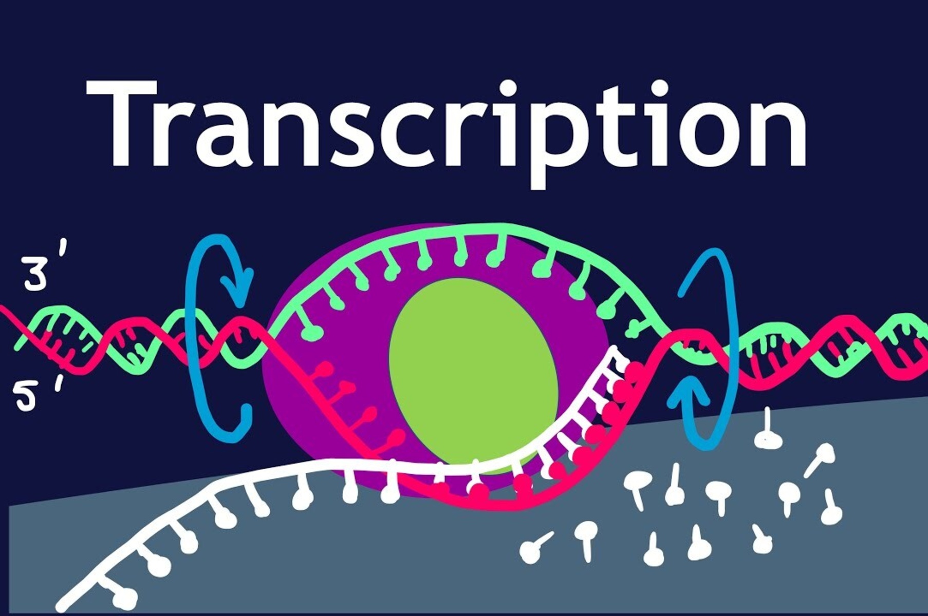 9-extraordinary-facts-about-gene-transcription-factors
