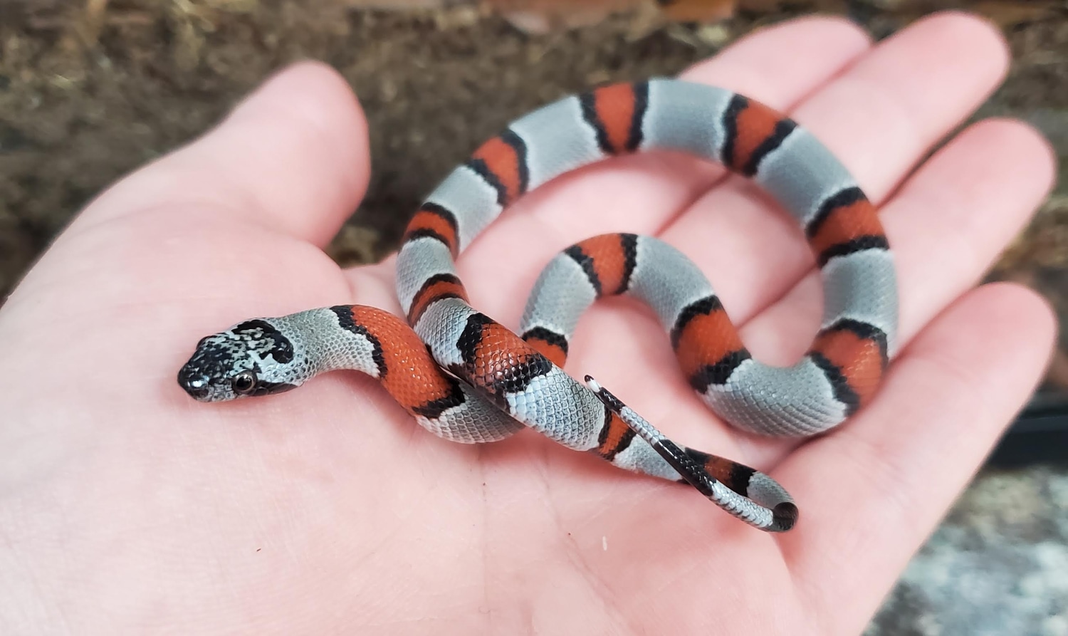 9-extraordinary-facts-about-gray-banded-kingsnake