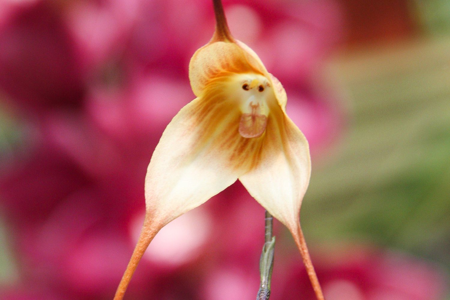Ком цветы похожие на. Орхидея Дракула симиа. Орхидея Обезьянья Дракула. Орхидея-обезьяна, Обезьяний Дракула. Обезьянья Орхидея Dracula Simia.