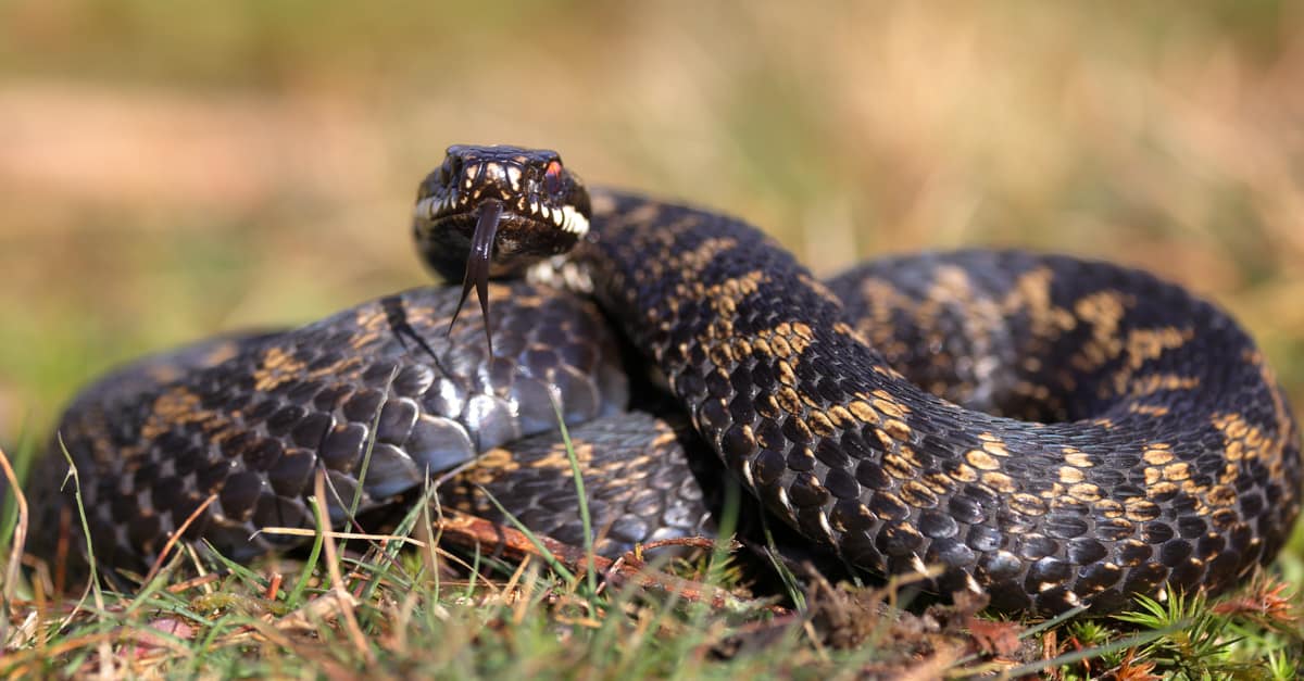 9-fascinating-facts-about-european-adder