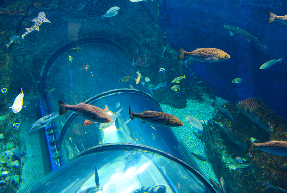 9-fascinating-facts-about-quebec-aquarium-and-zoo