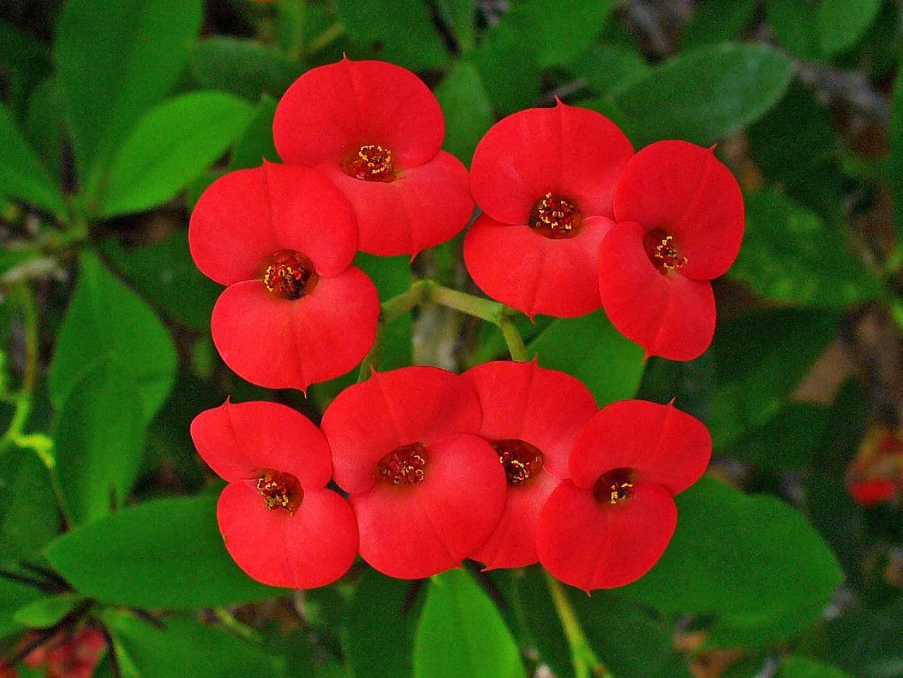 9-intriguing-facts-about-euphorbia-milii