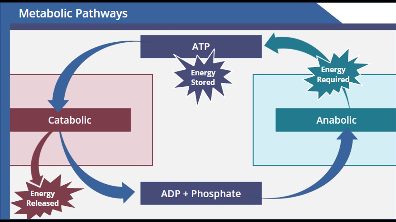 9-intriguing-facts-about-metabolic-pathways