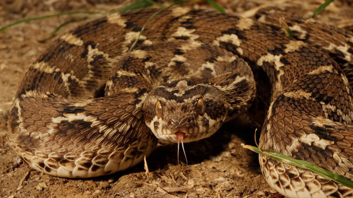 9-intriguing-facts-about-saw-scaled-viper