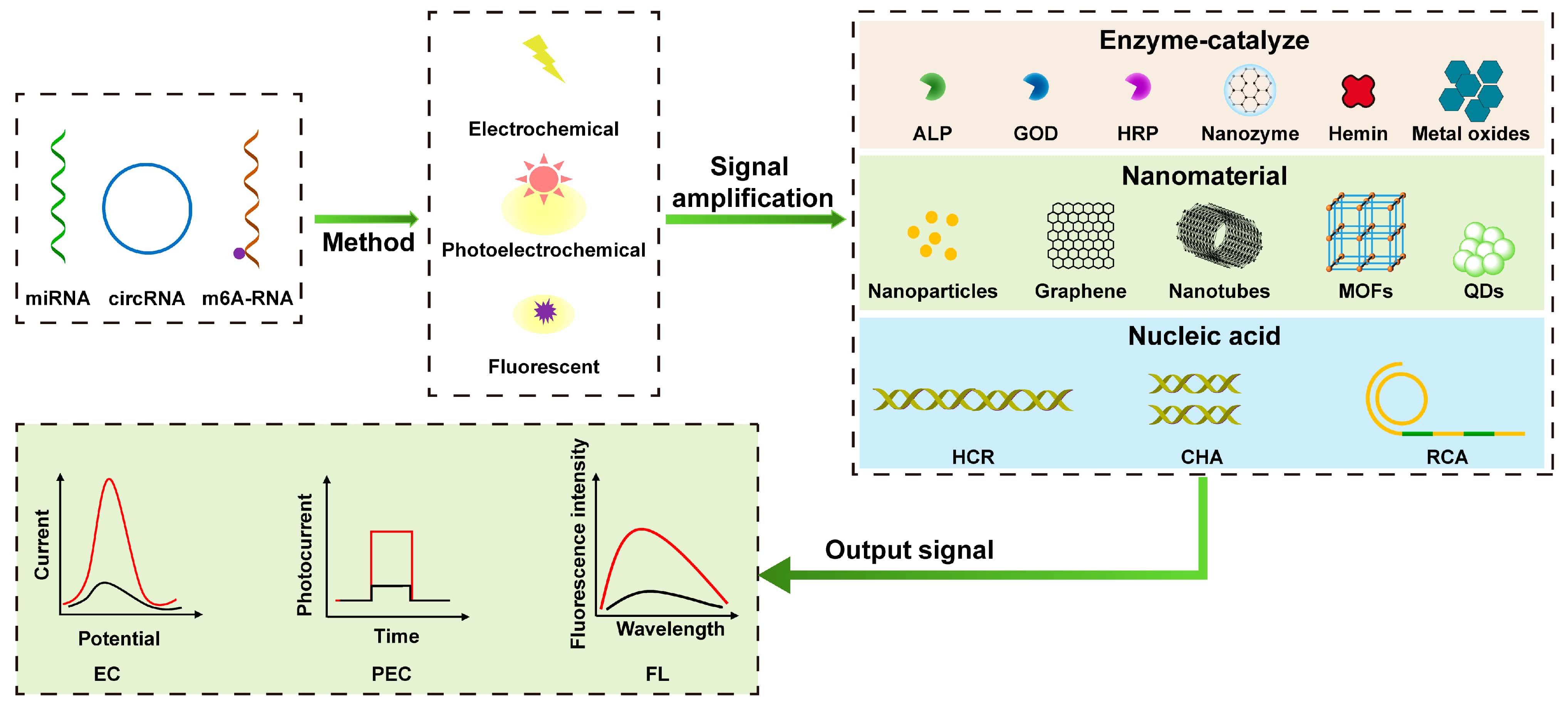 9-intriguing-facts-about-signal-amplification