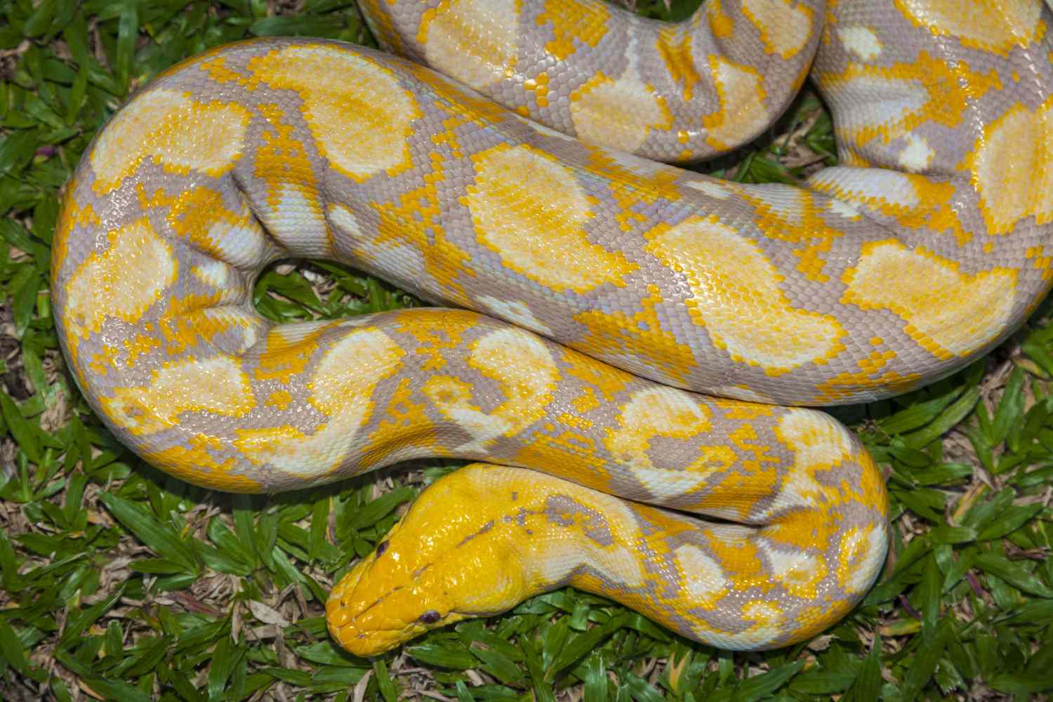9-mind-blowing-facts-about-burmese-python