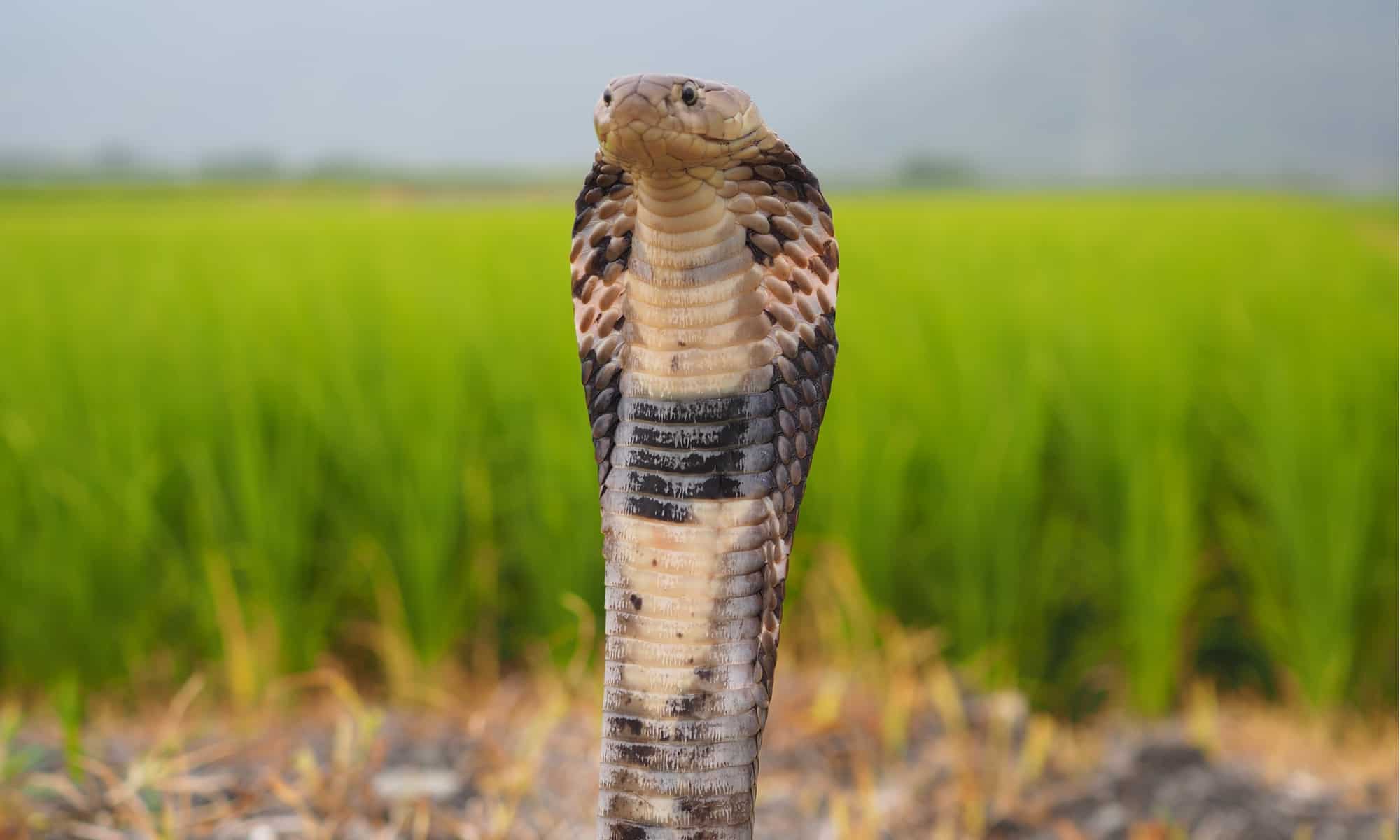 9-mind-blowing-facts-about-chinese-cobra