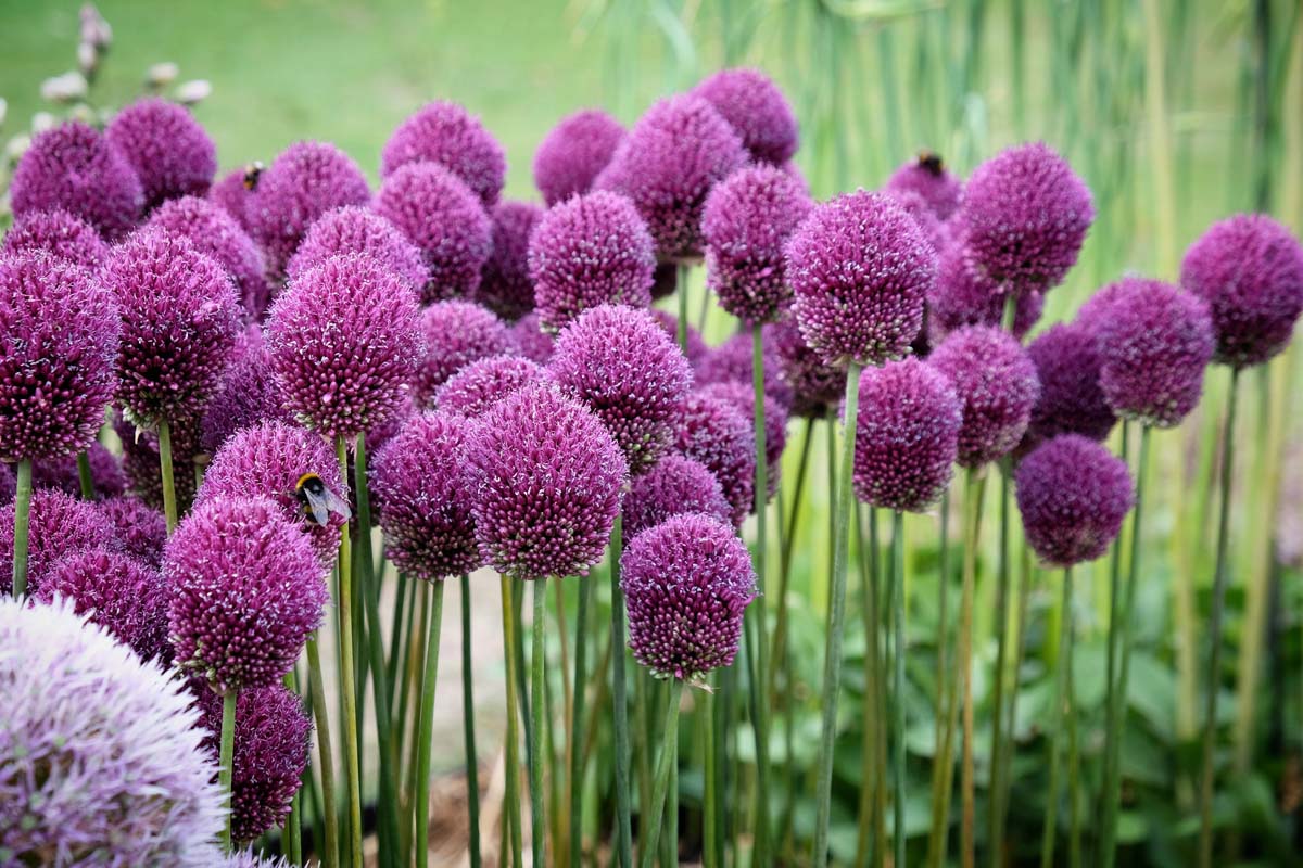 9-mind-blowing-facts-about-drumstick-allium
