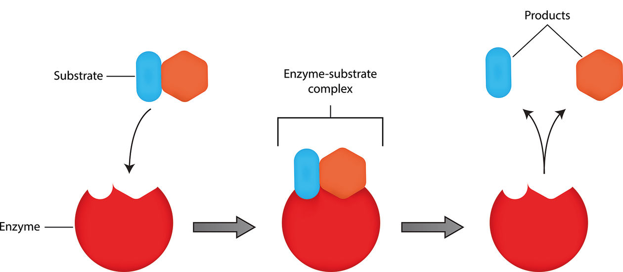 9-mind-blowing-facts-about-enzyme-substrate-complex