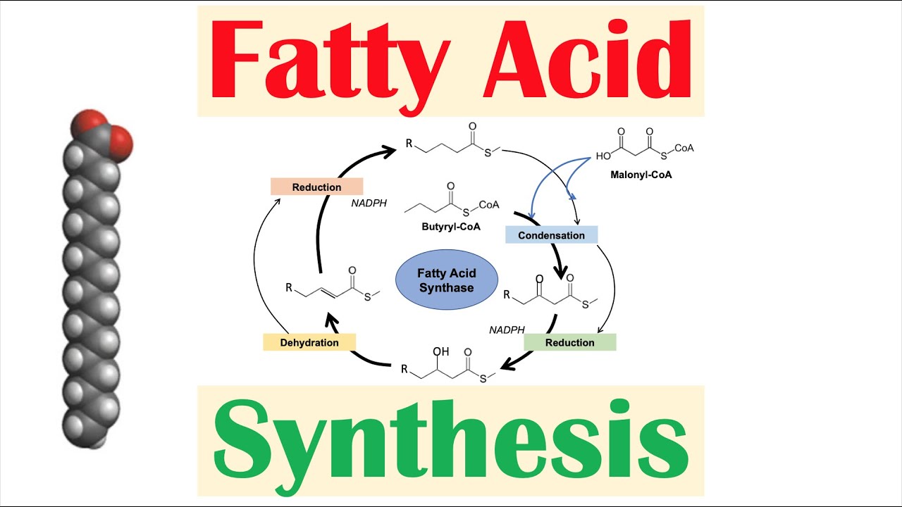 9-mind-blowing-facts-about-fatty-acid-synthesis