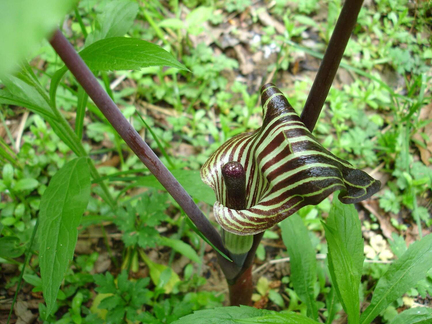 9-mind-blowing-facts-about-jack-in-the-pulpit