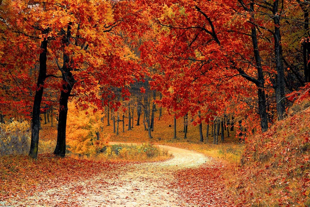9-mind-blowing-facts-about-temperate-deciduous-forest