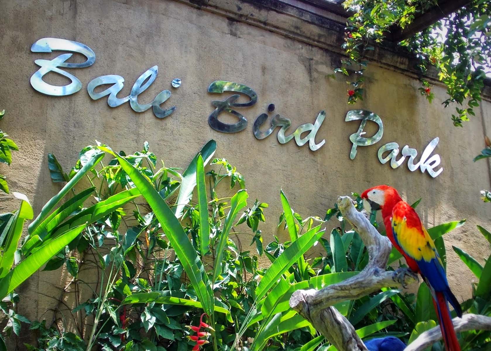 9-surprising-facts-about-bali-bird-park