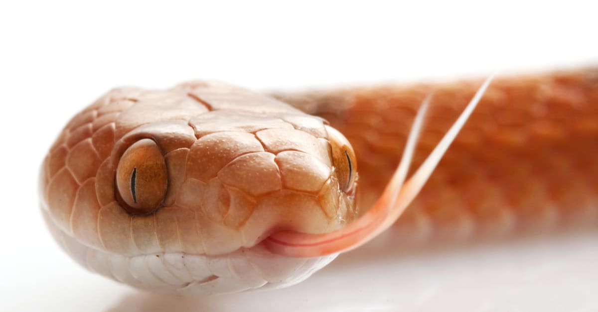 9-surprising-facts-about-cat-eyed-snake