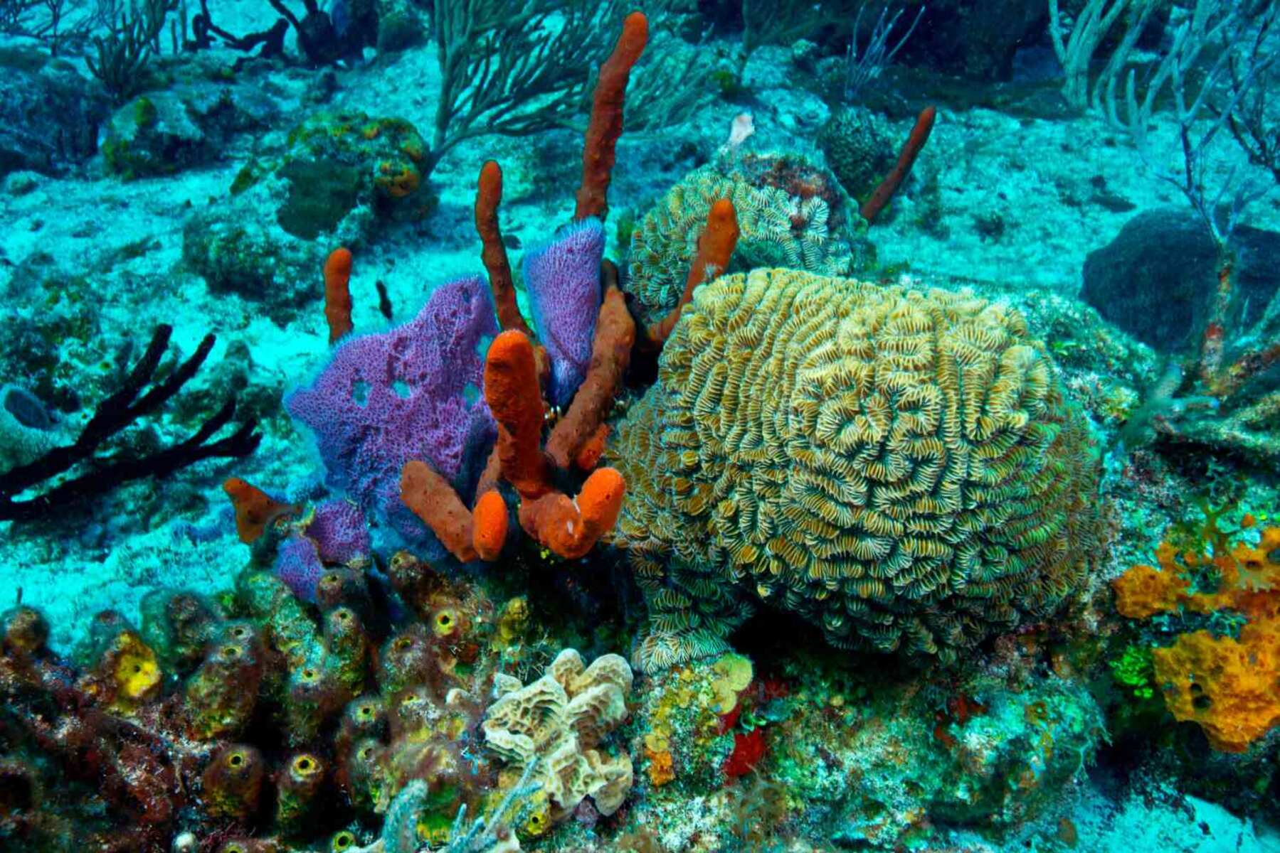 9-surprising-facts-about-mesoamerican-barrier-reef
